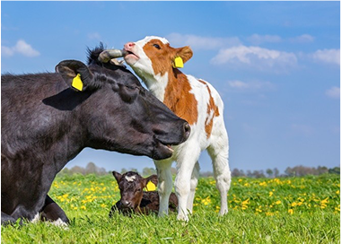 Department of Animal Production and Health